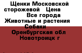 Щенки Московской сторожевой › Цена ­ 35 000 - Все города Животные и растения » Собаки   . Оренбургская обл.,Новотроицк г.